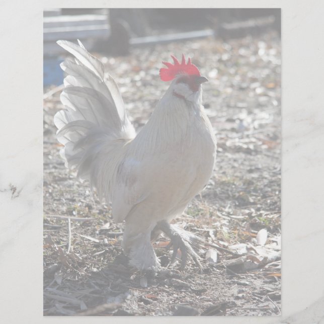 Papier Bantam D'uccle Rooster (Devant)
