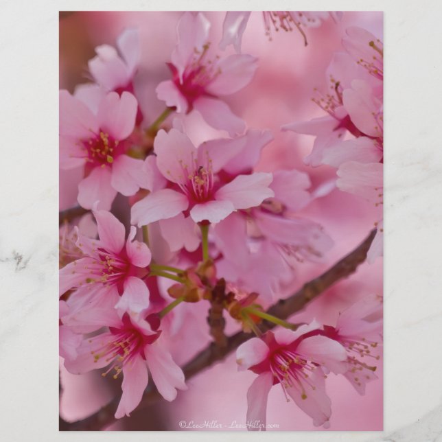 Papier Bathed in Pink Japanese Cherry (Devant)