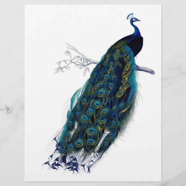 Papier Beau paon (Devant)