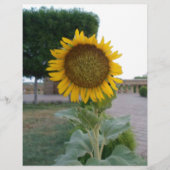 Papier Beau Tournesol Imprimer (Devant)