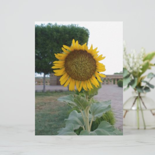 Papier Beau Tournesol Imprimer (Debout devant)