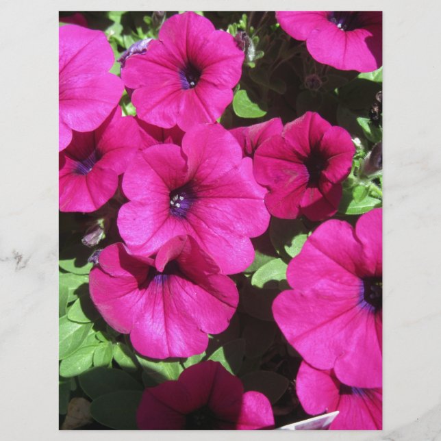 Papier Beaucoup de Pétunias Violets (Devant)