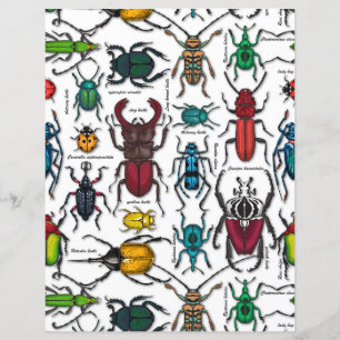 Papier Beetons sur blanc