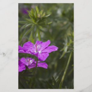 Papier Belles fleurs de jardin pourpre