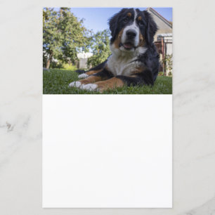 Papier bernèse chien de montagne déposer le deuxième papi