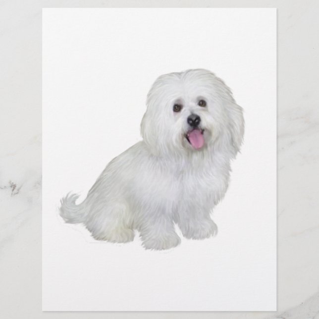 Papier Bichon havanais (blanc) (Devant)
