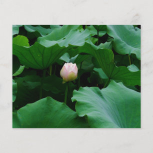 Papier Bientôt florissante