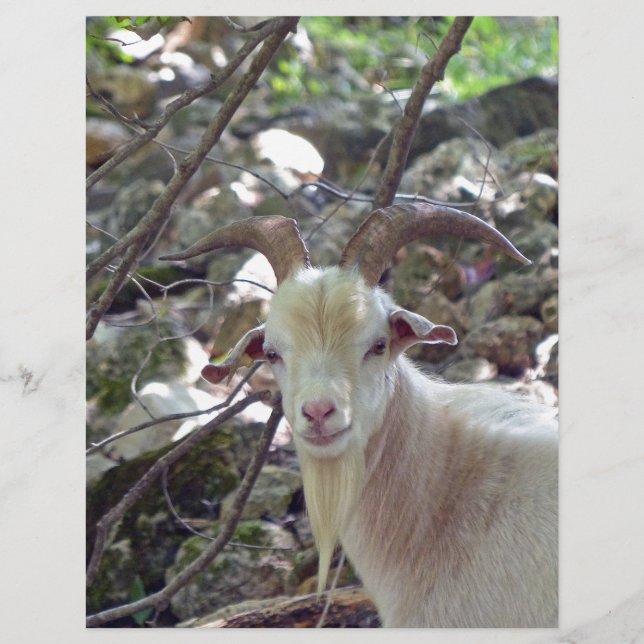 Papier Billy Goat (Devant)