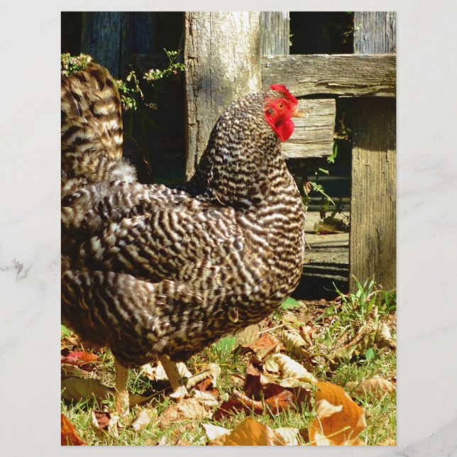 Papier Black and white chicken (Devant)