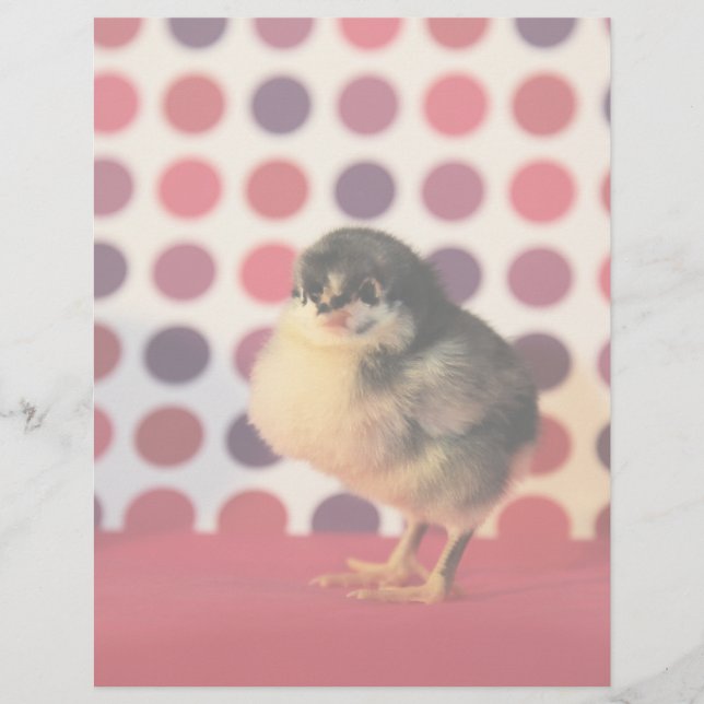 Papier Black Astralorp Chick (Devant)