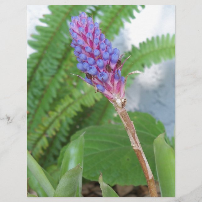 Papier Bleu cône fleur bromélique (Devant)
