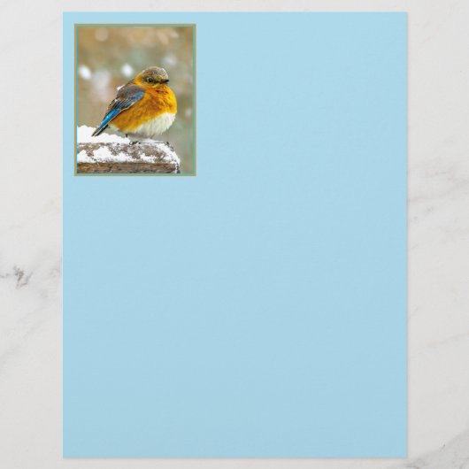 Papier Bleuet de l'Est en neige - Photo originale (Devant)