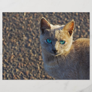 Papier Blue Eyed