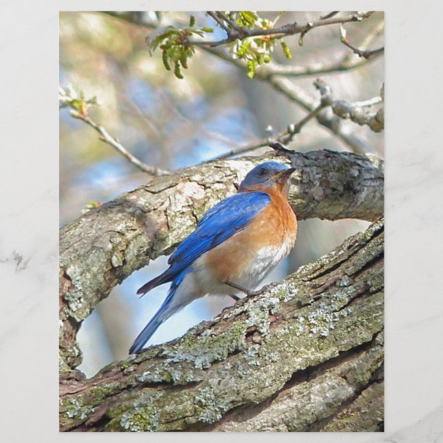 Papier Bluebird (Devant)