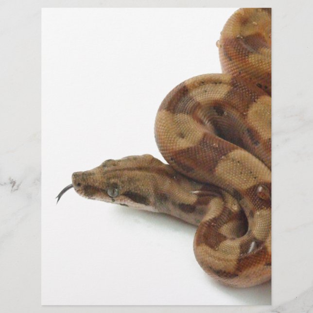 Papier Boa Constrictor Coiled, Langue Flickr (Devant)
