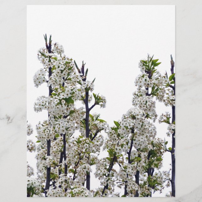 Papier Bradford Pear Blossoms (Devant)