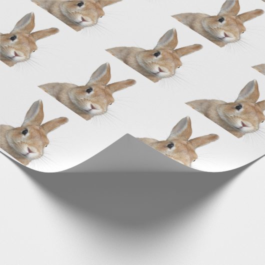 PAPIER CADEAU ウサギ (Coin)