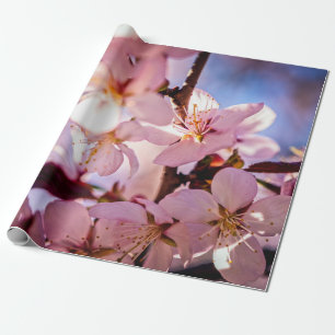 Papier Cadeau À L'Intérieur D'Un Sakura Tree
