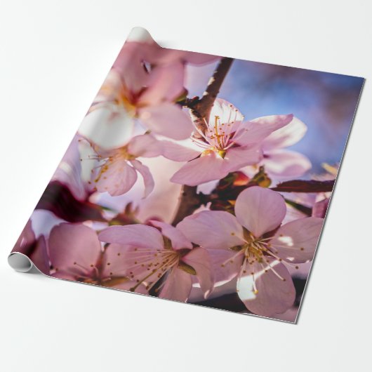 Papier Cadeau À L'Intérieur D'Un Sakura Tree (Déroulé)