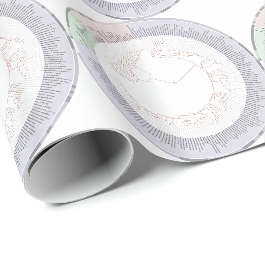 Papier Cadeau A phylogenetic tree of life Chart (Coin rond)