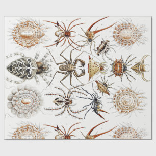 Papier Cadeau Academia Noire Haeckel Vintage Araignée Symétrie A