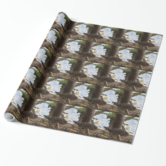 Papier Cadeau Aigle nicheur (Déroulé)