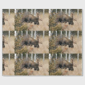 Papier Cadeau Aiguille (Plat)