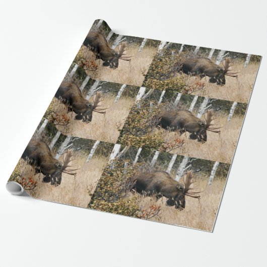 Papier Cadeau Aiguille (Déroulé)