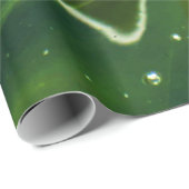 Papier Cadeau Algues vertes et eau wpcnm (Coin rond)
