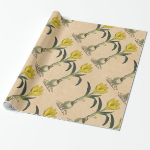 Papier Cadeau Amaryllis Tulip Jardin Botanique Fleur