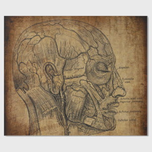 Papier Cadeau Anatomie Vintage