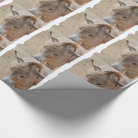 Papier Cadeau Âne (Coin)