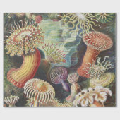 Papier Cadeau Anémones de mer, Actiniae Seeanemonen Ernst Haecke (Plat)