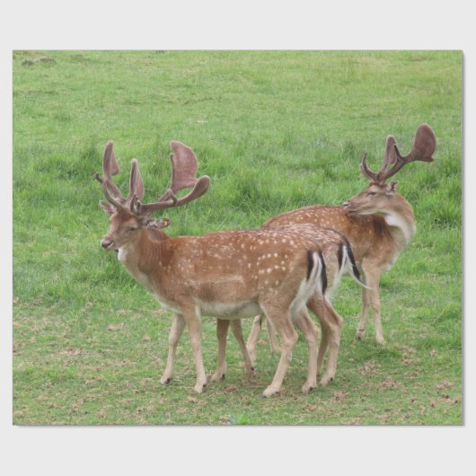 Papier Cadeau animal, cerf, faune, forêt, prairie, chasse, n (Plat)