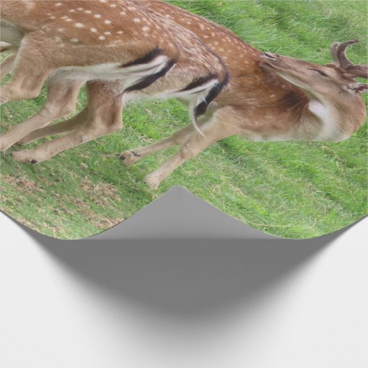 Papier Cadeau animal, cerf, faune, forêt, prairie, chasse, n (Coin)