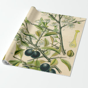Papier Cadeau Antique Blackthorn Botanique Imprimé Fleur Berry