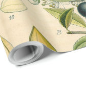 Papier Cadeau Antique Blackthorn Botanique Imprimé Fleur Berry (Coin rond)
