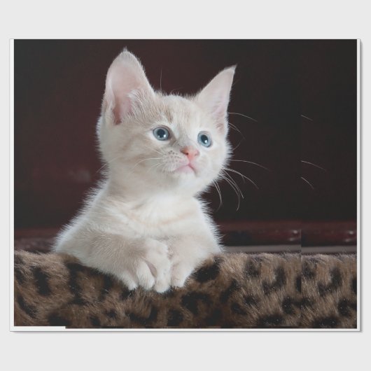 Papier Cadeau apparence du chat (Plat)