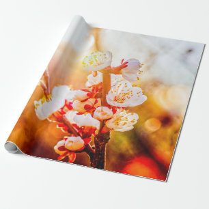 Papier Cadeau Apricot Sakura Fleurit À La Lumière Du Soleil De P