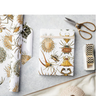 Papier Cadeau Arachnides par Haeckel illustration vintage d'arai