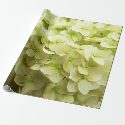 Papier Cadeau Arrière - plan de fleurs d'Hydrangea blanche (Déroulé)