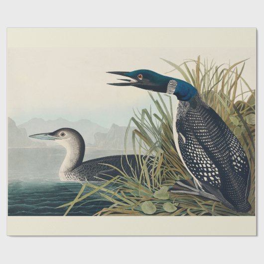 Papier Cadeau Audubon Bird Loon Diver Classic (Plat)