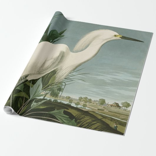 Papier Cadeau Audubon Héron de neige Oiseaux d'aigrettes blanche (Déroulé)