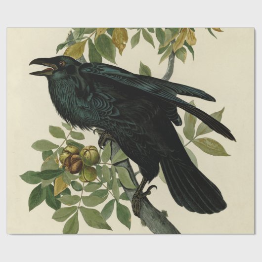 Papier Cadeau Audubon Raven Oiseau classique (Plat)