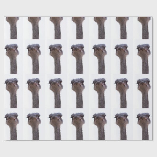 Papier Cadeau autruche (Plat)