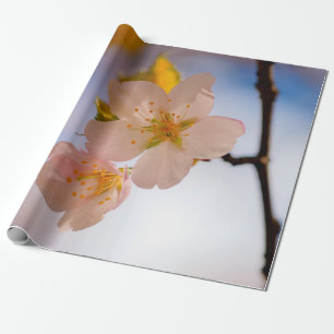 Papier Cadeau Beauté Incroyable Des Fleurs Sakura