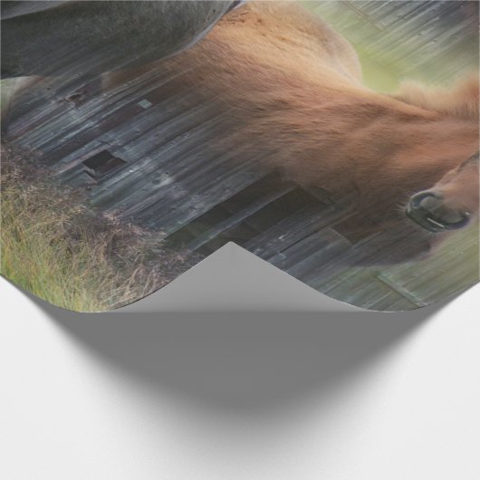 Papier Cadeau Beaux chevaux et grange rustique (Coin)