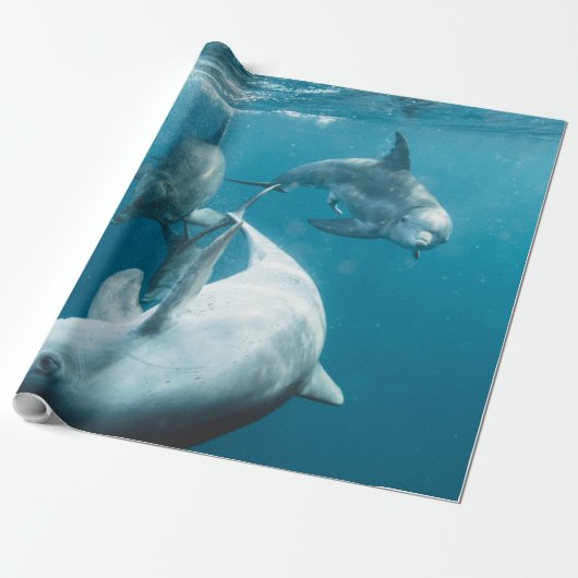 Papier Cadeau Beaux dauphins mignons (Déroulé)
