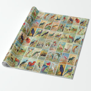 Papier Cadeau Beaux oiseaux tropicaux Illustration du XIXe siècl
