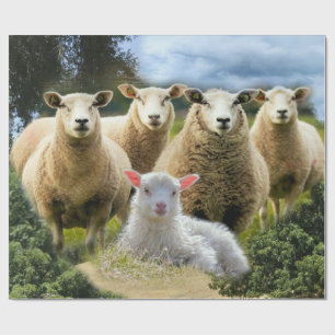 Papier Cadeau Bébé agneau mouton troupeau troupeau troupeau